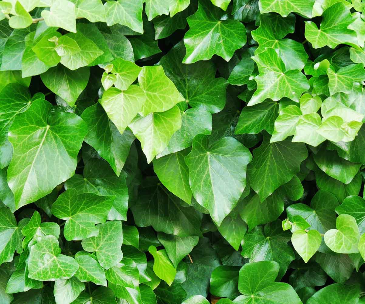 Plant Pictures | Wall of English Ivy Plant