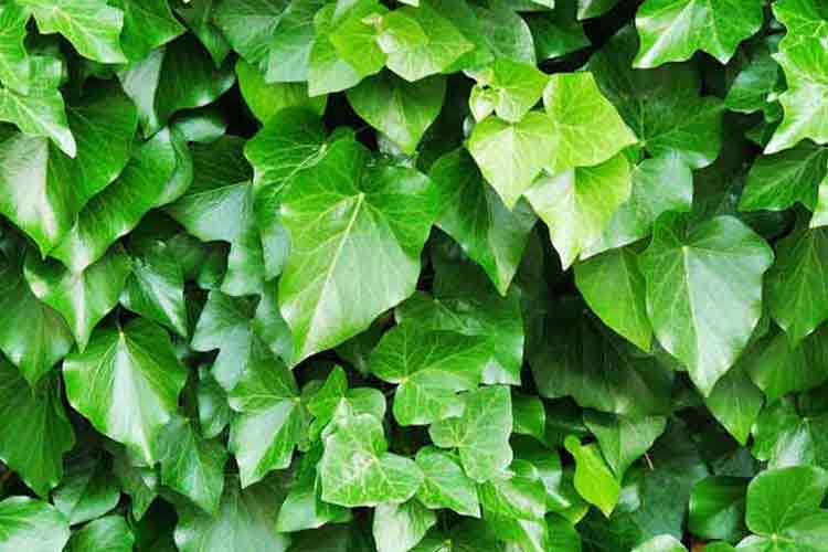 Image of English Ivy Plant | Plant and Flower Pictures