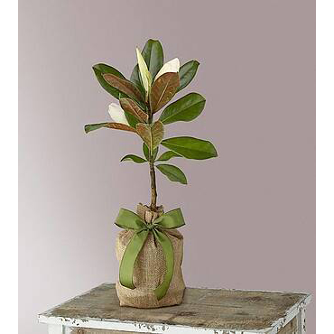 Magnolia Tree Sapling | Plants Flowers Gifts Delivery