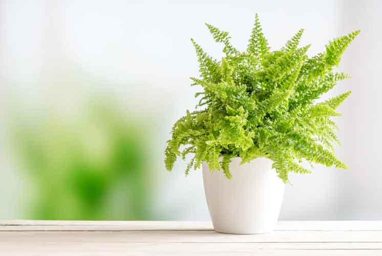 Plant Care Ferns | House Plants Flowers
