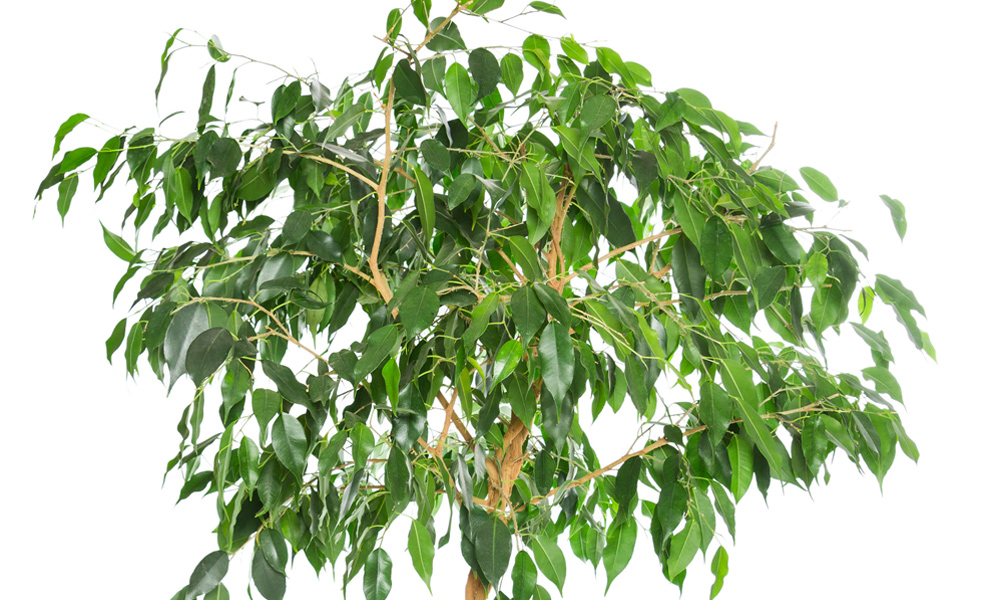 Weeping Fig Plant Care | Indoor House Plants