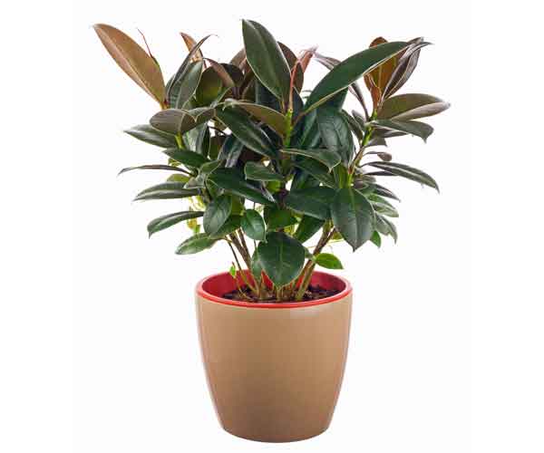 Rubber Tree Ficus Elastica | House Plants Flowers