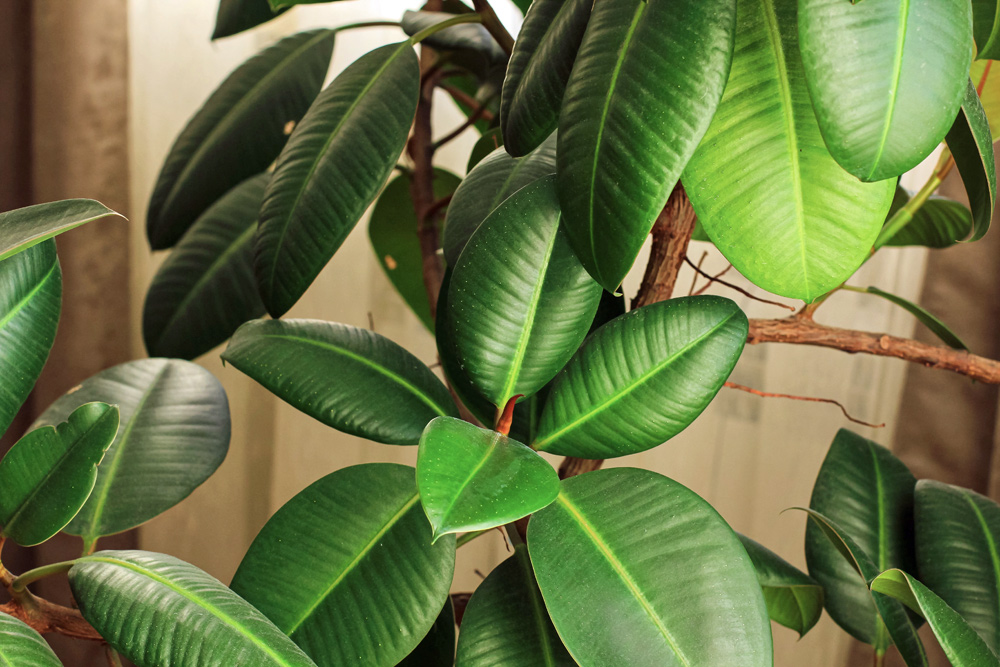 Plant Care Ficus Elastica | Indoor House Plants