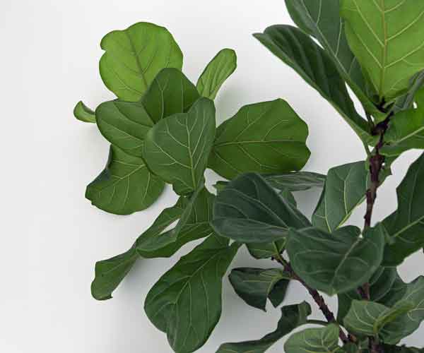 Ficus Lyrata Fiddle Leaf Fig | Indoor Plants Pictures and Names