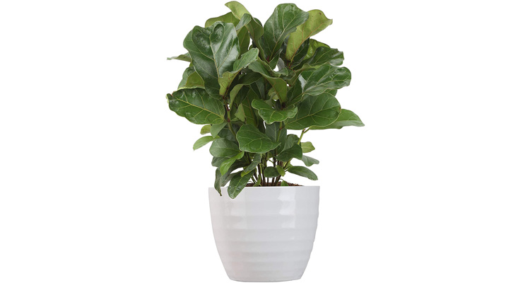 Buy Live Plants | 6 Inch Ficus Lyrata (Fiddle Leaf Fig)