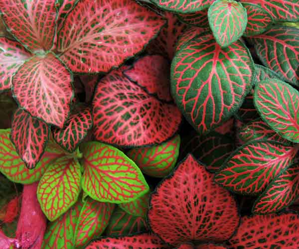 Fittonia House Plants Care | Indoor Plants Pictures and Names