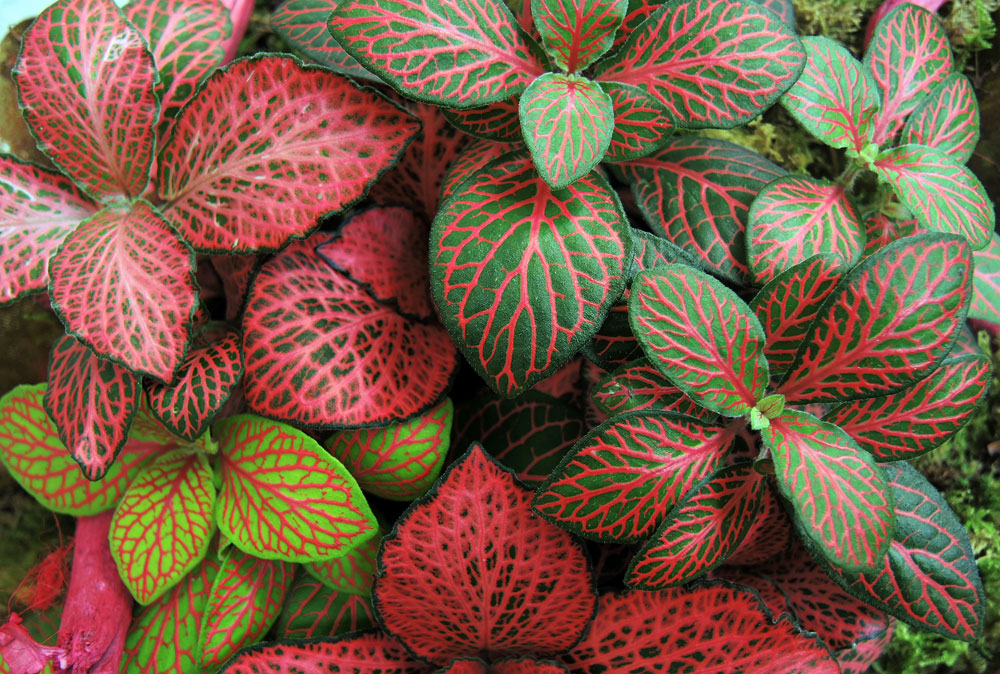 Fittonia House Plants Care | Indoor Plants Flowers