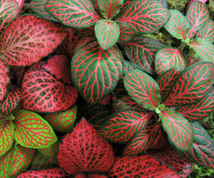 Fittonia Plant Picture | Plant Flower Pictures