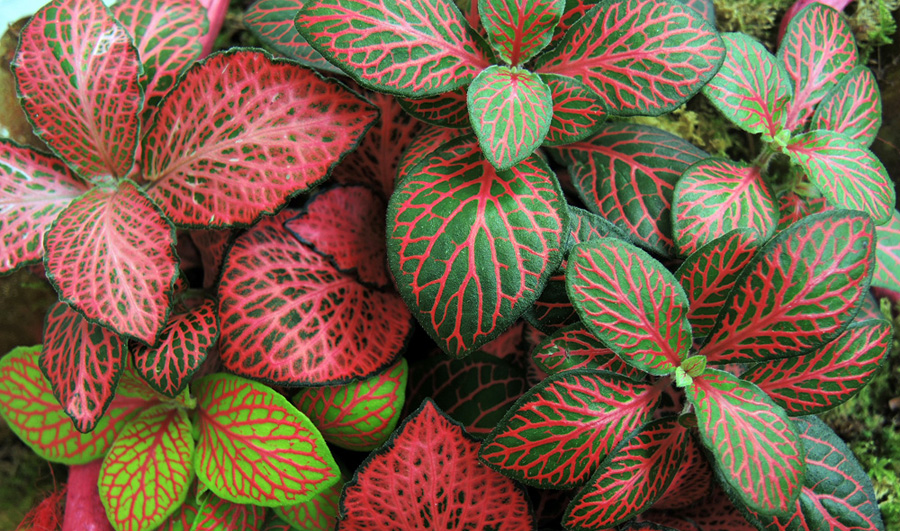 Image of Fittonia Plants | Images Flowers Plants