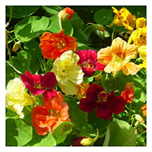 Buy Flower Seeds | Gardening Growing Seed Bulk Nasturtium Seed Flowers