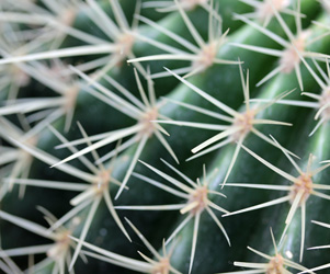 Plant Pictures | Picture of Spines of Barrel Cactus