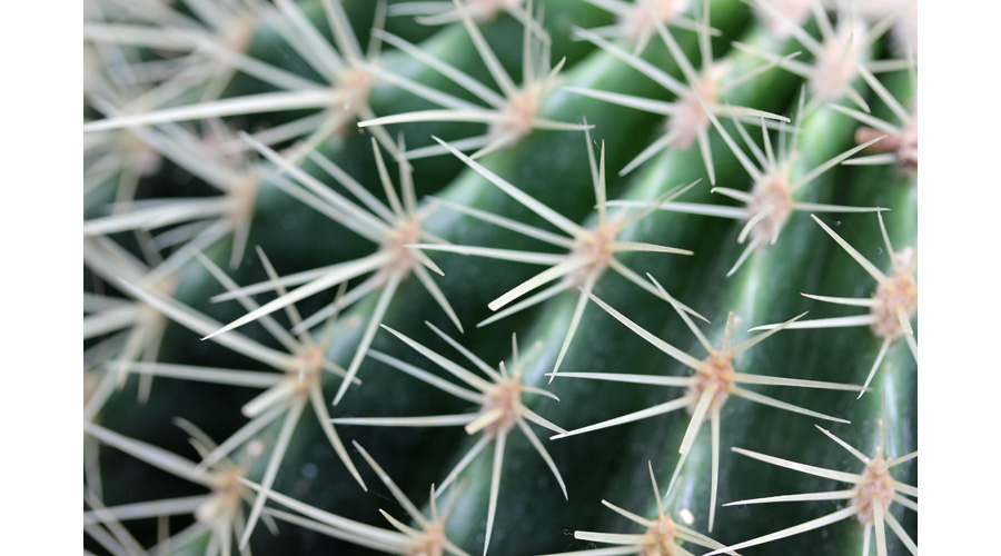 Picture of Spines of Barrel Cactus | Pictures Plants Flowers