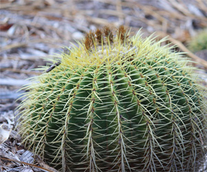 Plant Pictures | Golden Barrel Cactus Plant