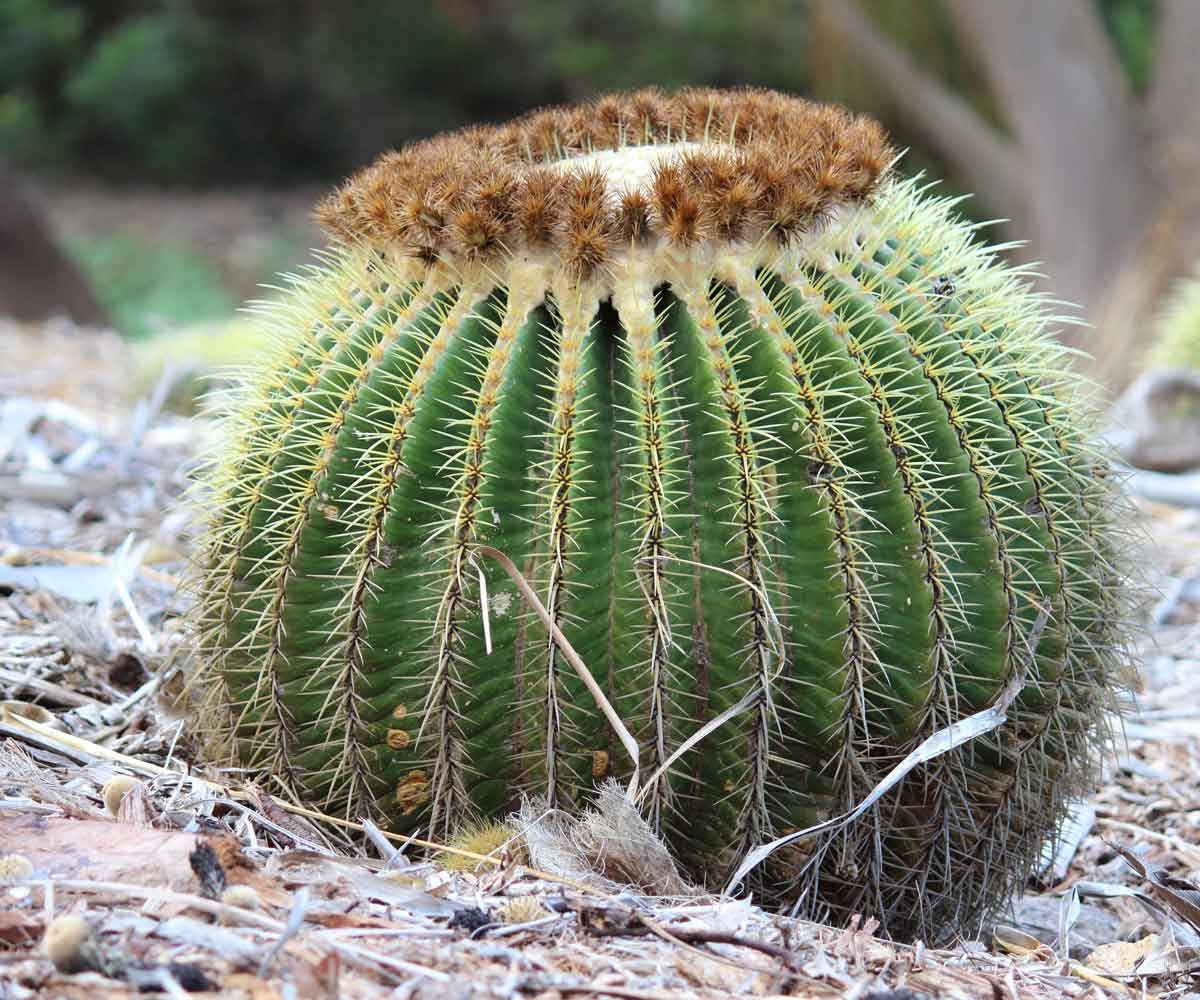 Image of Golden Barrel Cactus | Pictures of Flowers Plants