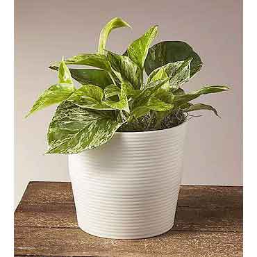 Golden Pothos Table Top Plant | Flowers Plants Delivered