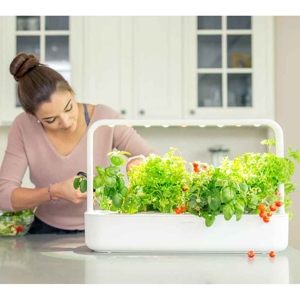 Grow Your Own Garden | Indoor Plants Flowers