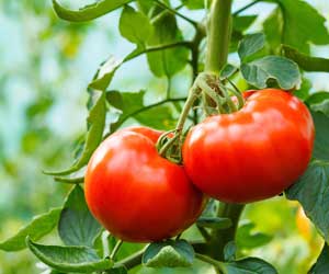 How To Grow Tomatoes | Home Gardening Plants Flowers