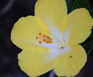 Yellow Hibiscus Flower Plant Picture | Pictures Flowers Plants