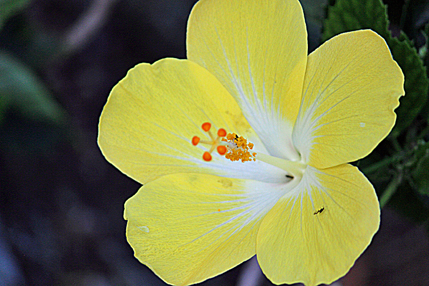 Image of Yellow Hibiscus Flower | Pictures Flowers Plants
