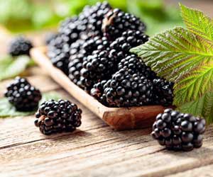 How To Grow Blackberries | Home Gardening Plants Flowers