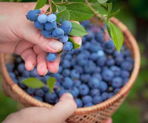How To Grow Blueberries | Home Gardening Plants Flowers