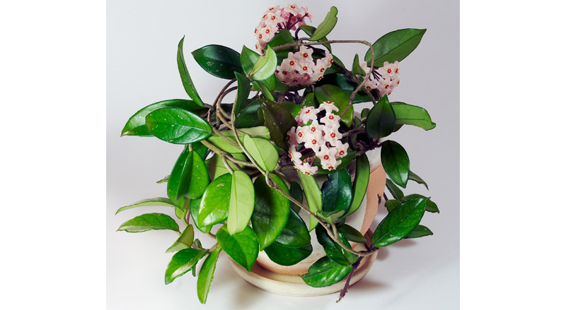 Hoya Indoor Plant Care | House Plants Flowers