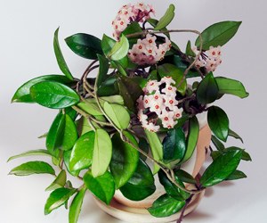 Best House Plants | Hoya Plant Care
