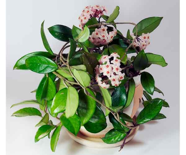 Picture of Plant Named Hoya Plant