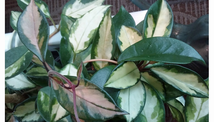 Variegated Hoya Houseplant Picture