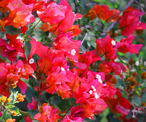 Pictures Bougainvillea Flowers | Plants Flowers Pictures