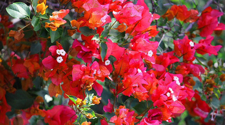 Bougainvillea Bush Red Flowers | Pictures of