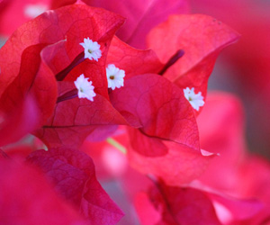 Pictures Bougainvillea Flowers | Plants Flowers Pictures