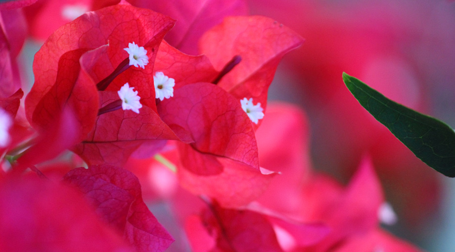 Image Red Bougainvillea Flower Close | Plant Flower Images