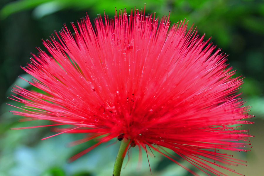Image Red Calliandra Flower | Pictures Flowers Plants