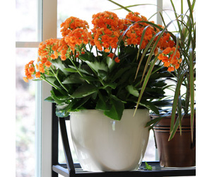 Plant Pictures | Kalanchoe Plant with Orange Flowers