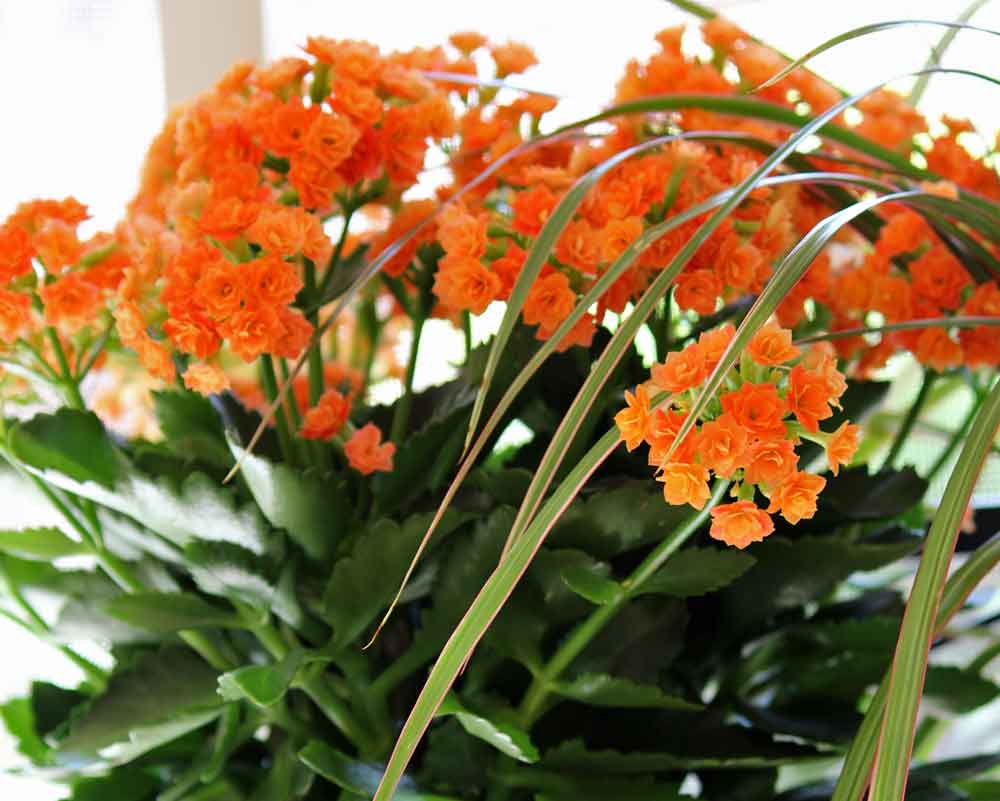 How to Care for Kalanchoe Houseplant | Kalanchoe blossfeldiana