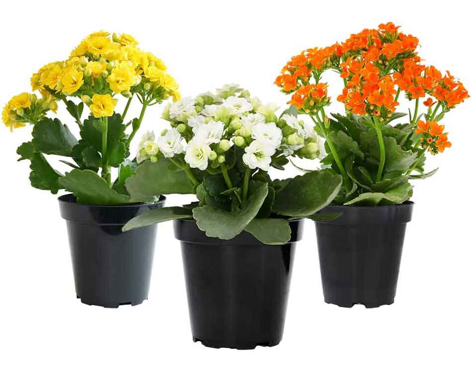 Live Kalanchoe Plants in 3.5 Inch Pots - 3 Pack