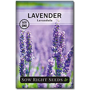 Buy Flower Seeds | Gardening Growing Lavender Flower Seeds
