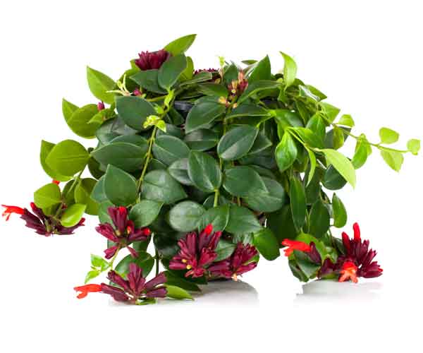 Aeschynanthus Lipstick Vine | Indoor Plants Pictures and Names