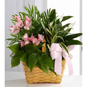 Beautiful Dish Garden in Basket | Plants Flowers Delivered