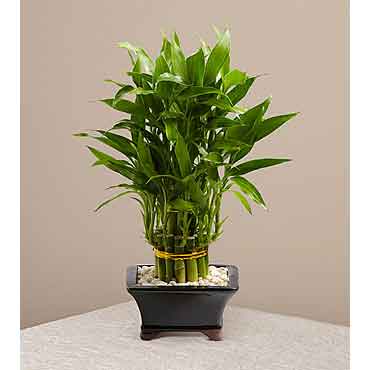 Lucky Bamboo Plant | Flowers Plants Delivery