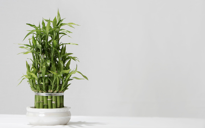 How to Care for Lucky Bamboo Plant | House Plant Flower Care