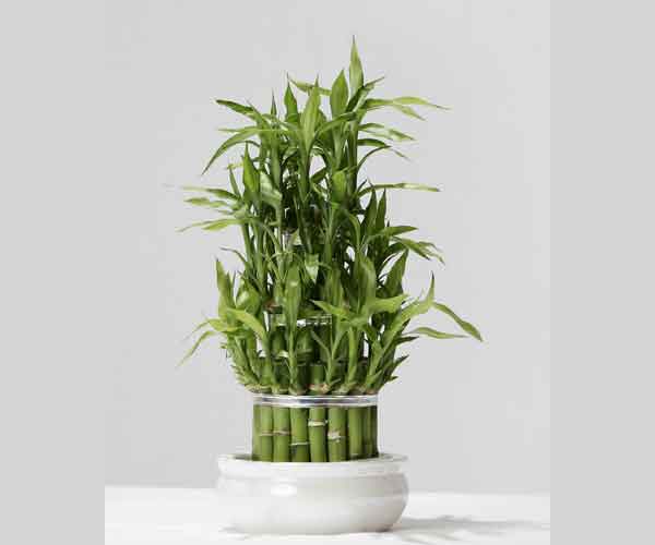 Picture of Plant Named Lucky Bamboo