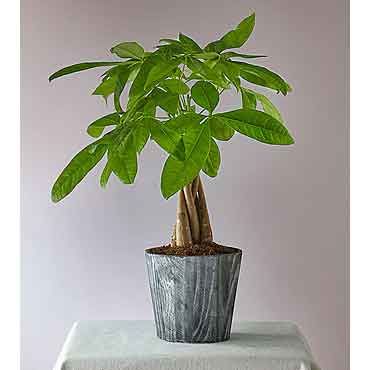 Plants and Flowers Delivered | Money Tree Pachira Plant