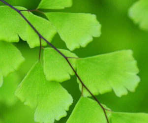 Maidenhair Fern Picture | Pictures Flowers Plants