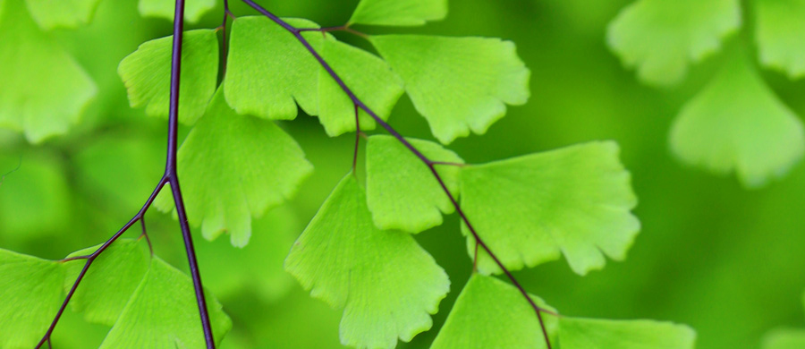 Picture of Maidenhair Fern Close | Pictures Plants Flowers