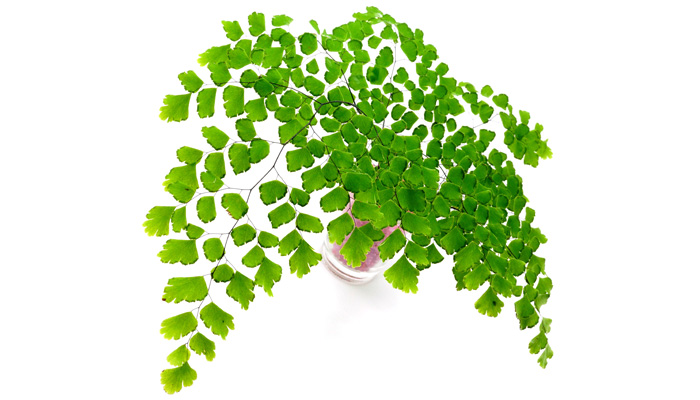 Adiantum Fern Maidenhair Fern | Indoor Plants Flowers