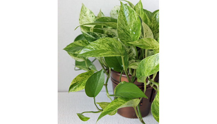 Plant Care Pothos Marble Queen | House Plants Flowers