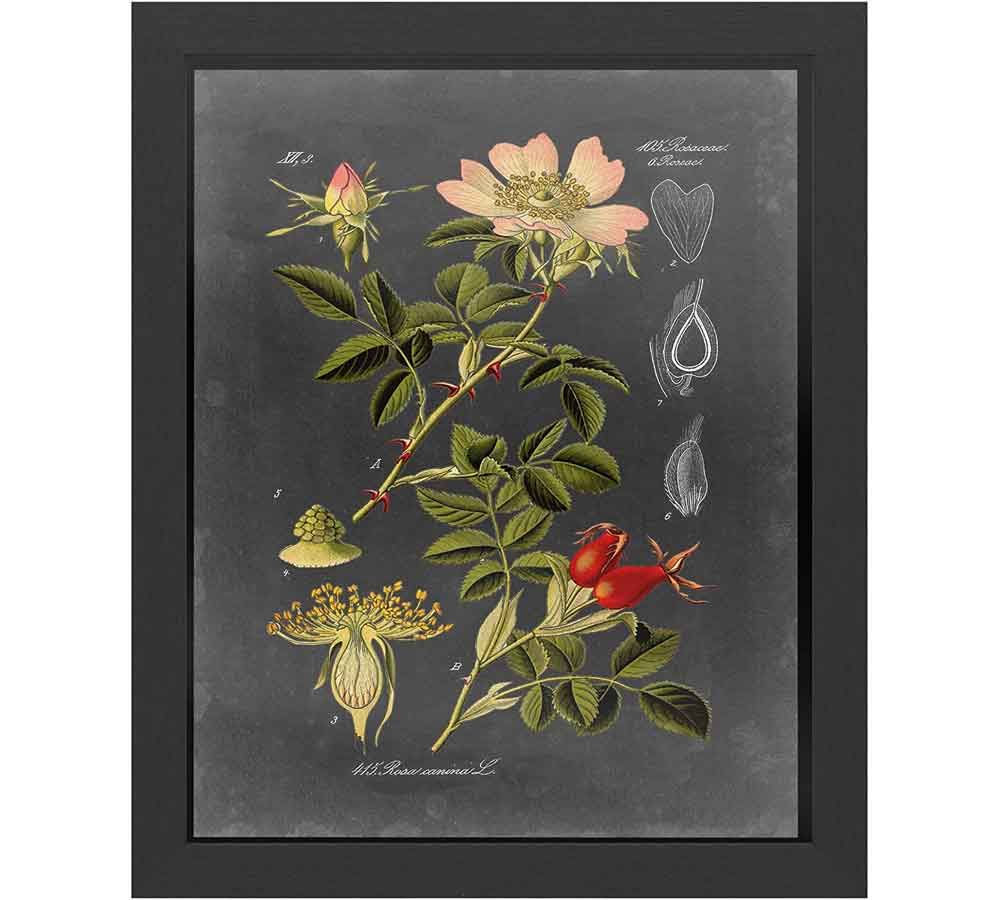 Plant Flower Botanical Art | Midnight Art Print I