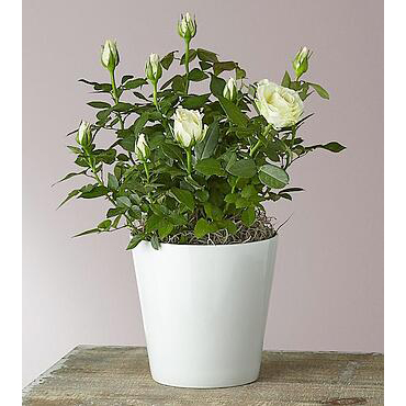 Mini Rose Plant | Plants Flowers Gifts Delivered